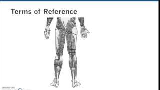 Anatomical terms of reference