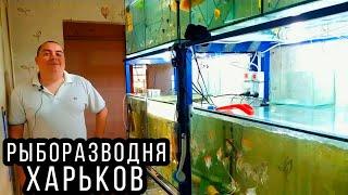 АКВАРИУМНАЯ РАЗВОДНЯ В КВАРТИРЕ АНАТОЛИЯ!