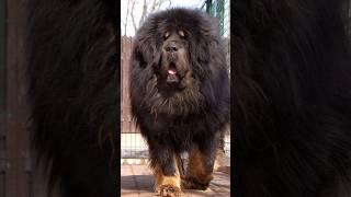 Top 10 Biggest Dog Breeds In The World #shorts