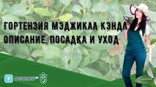 Гортензия Мэджикал Кэндл — описание, посадка и уход