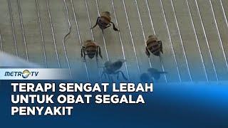 Terapi Sengat Lebah Untuk Berbagai Penyakit