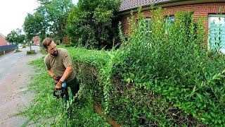 This NEGLECTED Yard Needed More Than Just Hedge Trimming