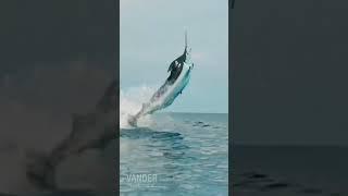 Impressive deadly fishing of a giant swordfish of more than 500 Kg.