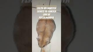 #hamsters #pregnant #shorts #viralvideo #pets