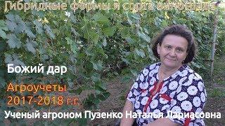 Виноград Божий дар селекции Капелюшного. (Пузенко Н.Л.)