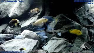 Lemon Jelly "Space Walk" - The Cichlid Show Playlist - Season 3