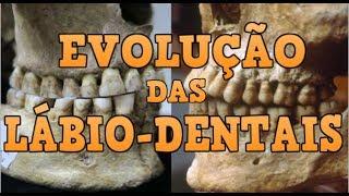 Linguística (Fonética) - Evolução das Consoantes Lábio-Dentais e a Revolução Agrícola