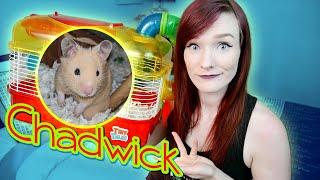 Syrian Hamster Rescue | Chadwick's Rescue Story | Munchie's Place