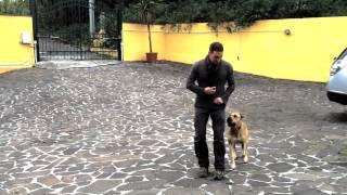 Pitbull Heel Training-Amazing obedience