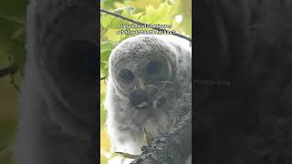 Baby barred owl handles his food #owlphotography #barredowl #nikonp1100