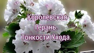 УХОД ЗА КОРОЛЕВСКОЙ   ПЕЛАРГОНИЕЙ ПОСЛЕ ЦВЕТЕНИЯ.