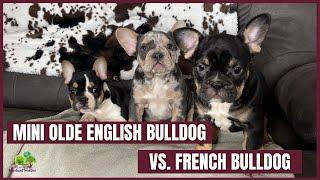 What's the Difference Between a French Bulldog and a Mini Olde English Bulldog?