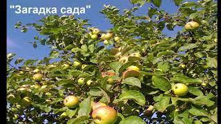 Сказкино Время - Выпуск #3. Загадка Сада - Аудио сказка