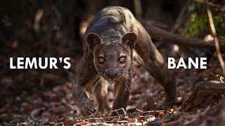 Fossa: the King of Madagascar