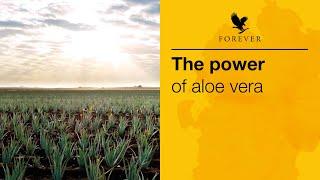 The Power of Aloe Vera |  Forever Living UK & Ireland