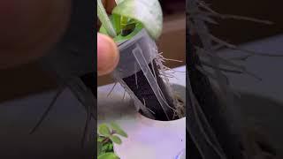 #crazyplantlady #hydroponics @growing seedlings in a hydroponic system