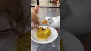 Call duck  #animals #animallife #cuteanimal #animalove #pets #cutepet #shorts