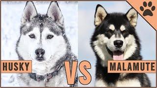 Alaskan Malamute vs Siberian Husky - Dog vs Dog