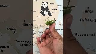 Изумрудный кузнечик крупным планом — грация, мощь и магия природы в одном кадре.