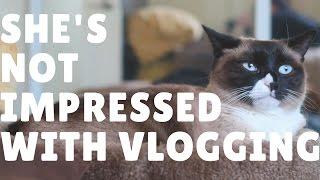 My cat hates sephora hauls