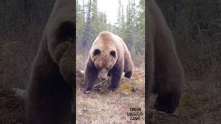 Yukon wildlife: Grizzly, lynx, moose