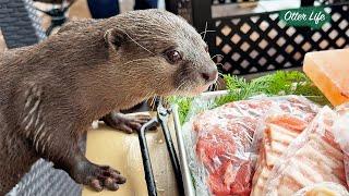 Current Life With My Otters at the House in the Mountains [Otter Life Day 963]