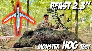 BEAST 2.3 vs HOG: REAL WORLD BROADHEAD TEST Bowhunt #elitearchery