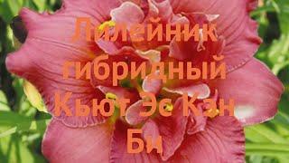 Лилейник гибридный Кьют Эс Кэн Би  обзор: как сажать, луковицы лилейника Кьют Эс Кэн Би