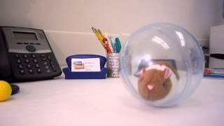 Happy Hamster  | Office Playground