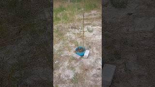 staking up clematis with bamboo - an experiment