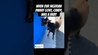 When Our Nigerian Dwarf Goat, Candy, Was a Baby #goats #babygoats #pets #shorts #cutepets #animals