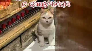 Приколы с котами! Смешные коты! С ОЗВУЧКОЙ! САМЫЕ смешные животные! ДО СЛЁЗ!