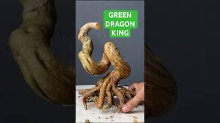 GREEN DRAGON BONSAI, BEAUTIFUL CURVES