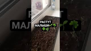 #vegetableseeds #vegetableseedsph #panda_copy #панда_копирайтинг