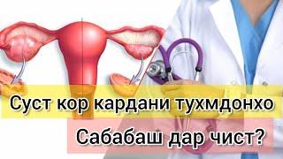 Суст кор кардани тухмдонхо. Сабабаш дар чист? #тухмдонхо #хаётисолим