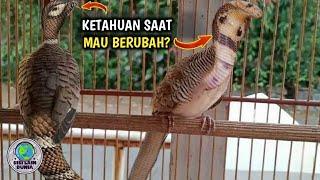 Duluar Nalar! Burung Perkutut ini Terekam Kamera Pemiliknya Saat Hendak berubah Jadi Ular!