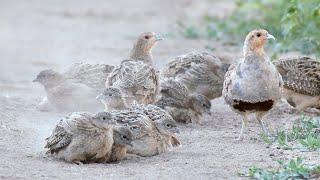 Grey Partridge having a dust bath. Купание серой куропатки.