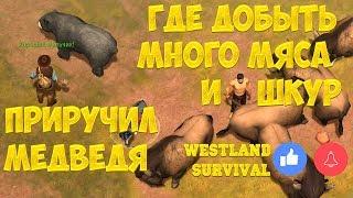 WESTLAND SURVIVAL - ПРИРУЧИЛ ДИКОГО МЕДВЕДЯ! ГДЕ ДОБЫТЬ МЯСО И ШКУРЫ! - WESTLAND SURVIVAL