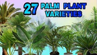 27 PALM PLANT /PALM TREE VARIETIES