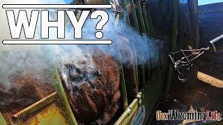 Cattle Branding - The How and the Why