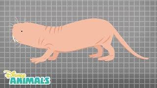 Naked Mole Rats | Disney Animals | Disney Junior