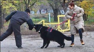 СУПЕР СОБАКИ! Чёрные Длинношерстные Немецкие Овчарки. Одесский дрессировочный центр "СТРАЖ"