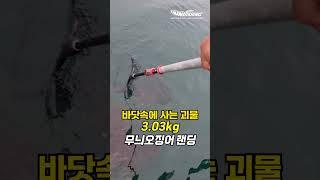 와이프가 괴물 무늬오징어를 잡았습니다!!  #낚시 #무늬오징어 #에깅 #fishing #eging #monster