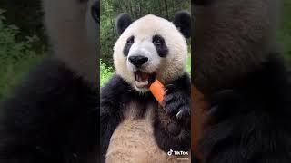 Cute Panda eating a carrot! 