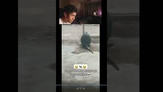 bro caught master splinter #reaction  #funny #comedyfilms #viralshorts