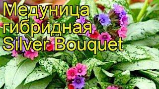 Медуница гибридная Сильвер Букет. Краткий обзор, описание pulmonaria hybridum Silver Bouquet