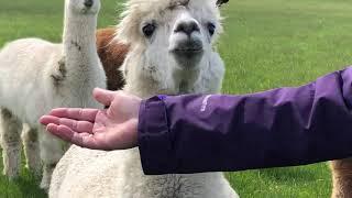 Newton Farm & Their Alpacas