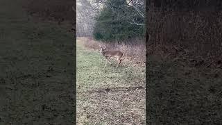 CRAZED BLIND BUCK WALKING IN CIRCLES | POSSIBLE CWD CASE? | VIRAL FACEBOOK VIDEO #shorts