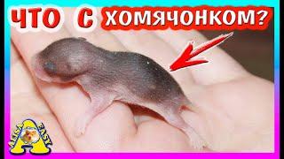 СПАСЕНИЕ ХОМЯЧАТ / ПОТЕРЯЛИ ХОМЯЧОНКА / СКОЛЬКО Хомки ОСТАЛОСЬ? / кормлю хомячат / Alisa Easy Pets