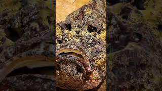 The Stone Fish Facts 